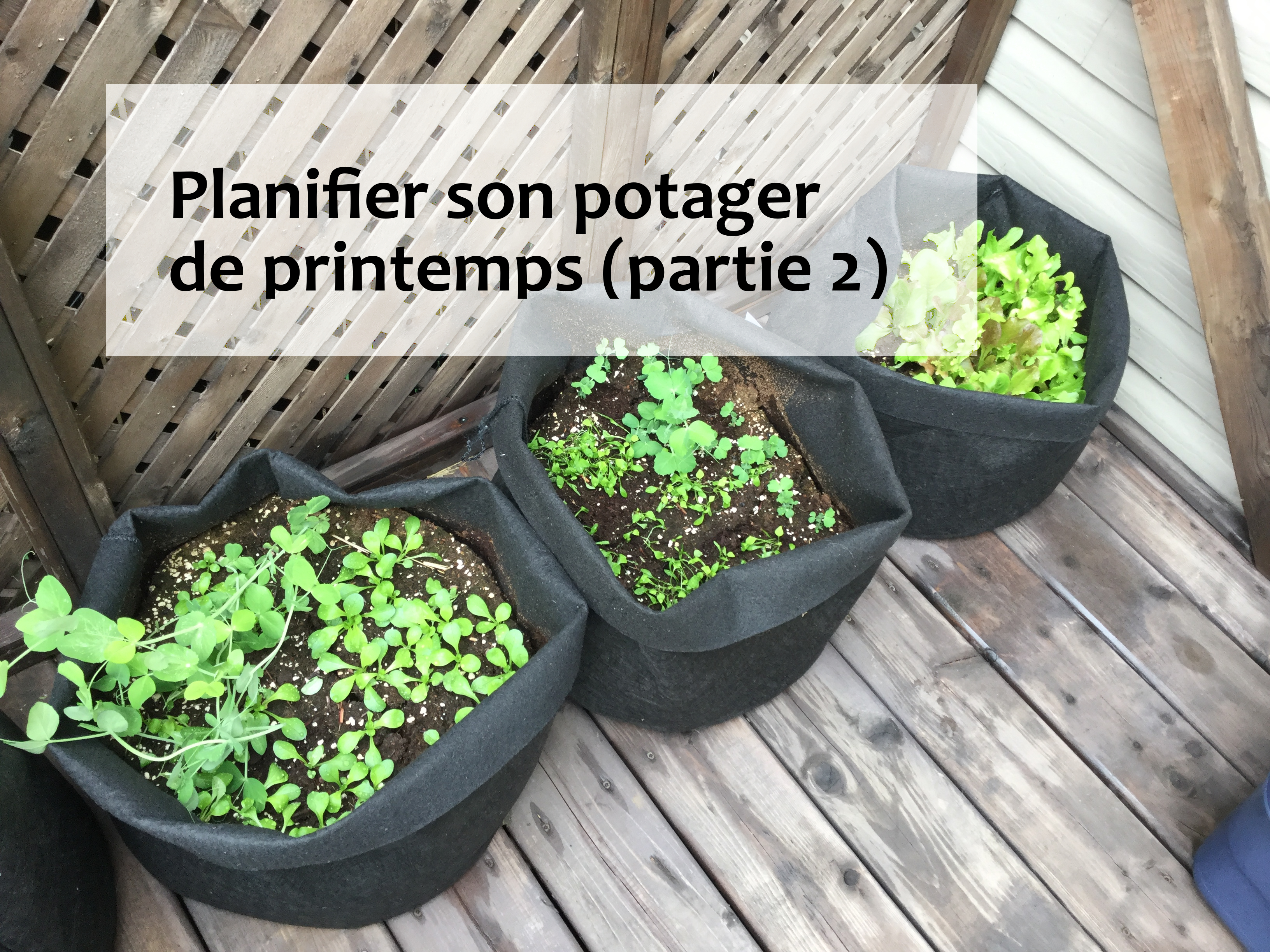 Planifier Son Potager De Printemps (partie 2)